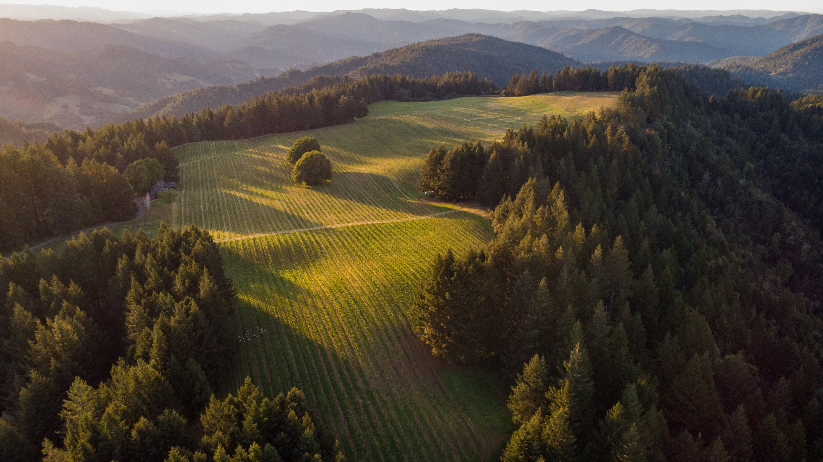 Water to Wine: An Industry Dependent on the Drip