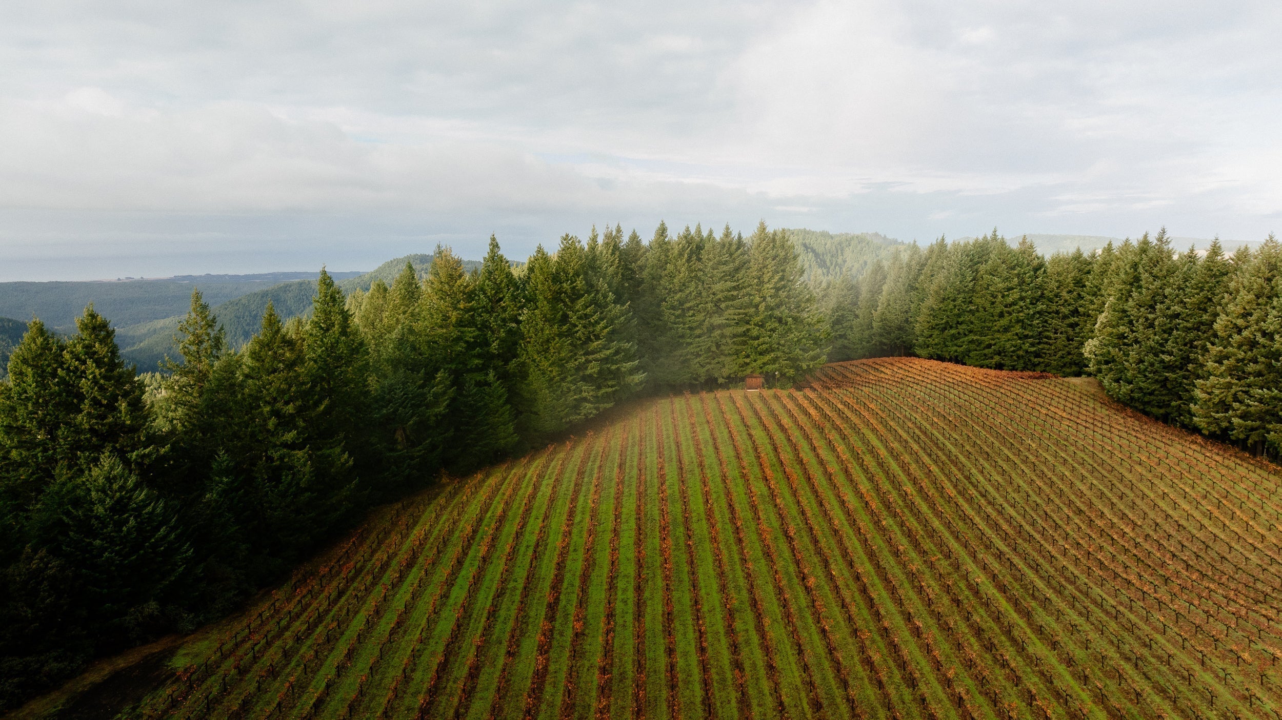 Regenerative Viticulture: Buzzword or the Future of Wine?